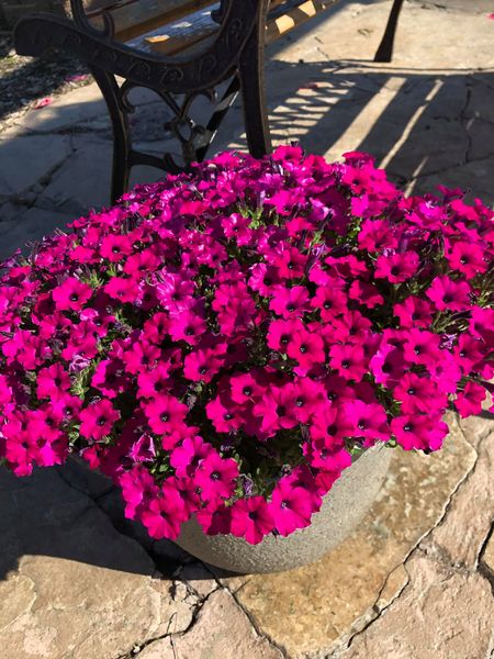 ✨UV Simulation Artificial Flower