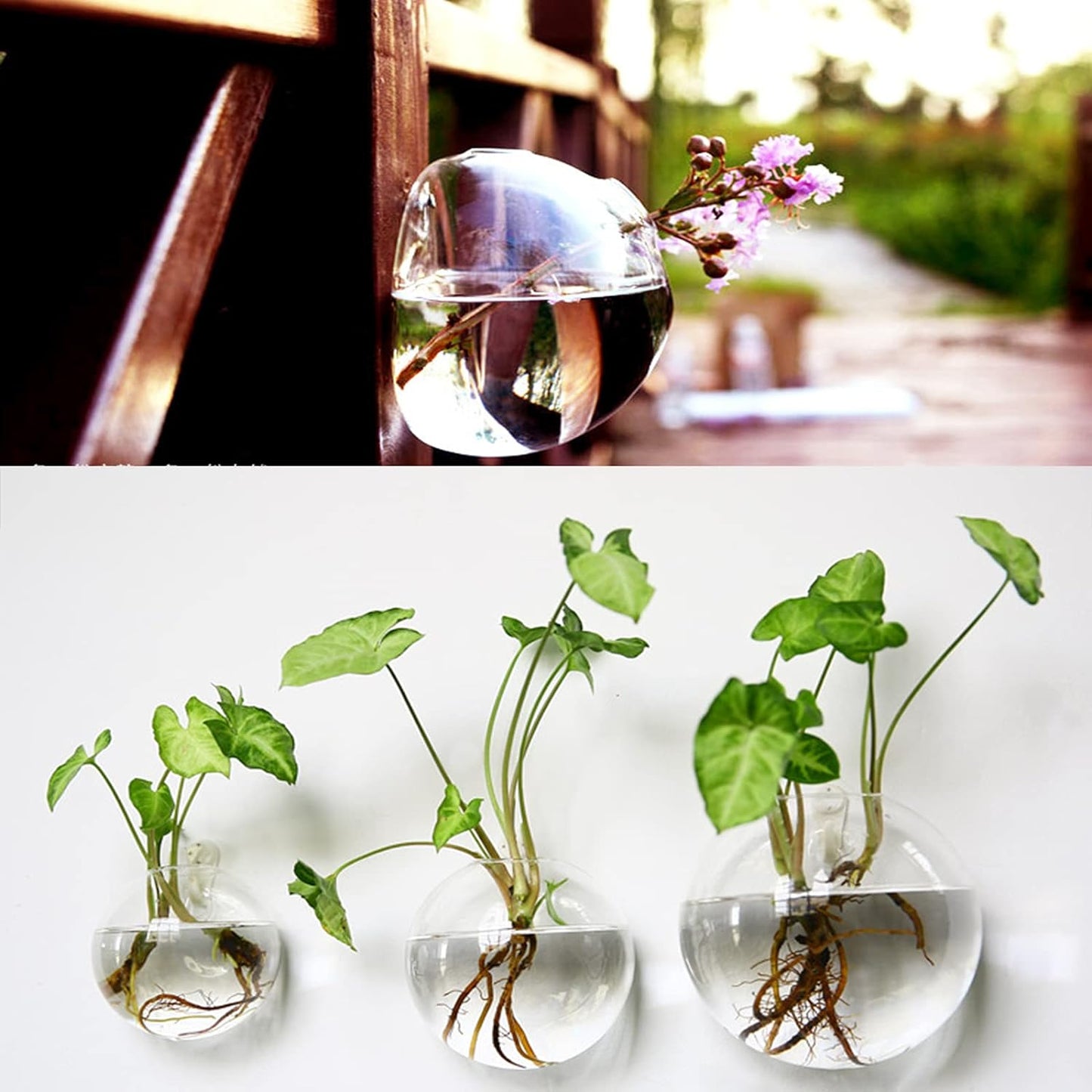 💥Special sale - Glass Oblate Globe Plants Containers Wall Mount Clear Flower Vase