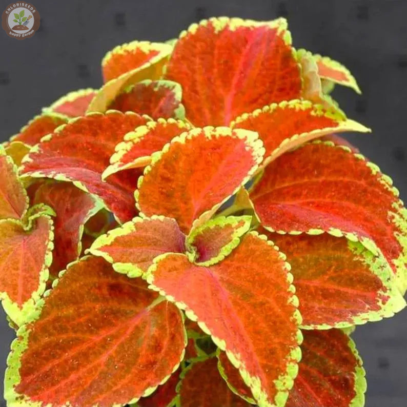 Rare Coleus Seeds