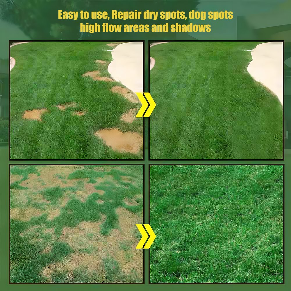 🌱 Evergreen Dwarf Grass Seed For Four Seasons | Create Your Perfect Lawn Here