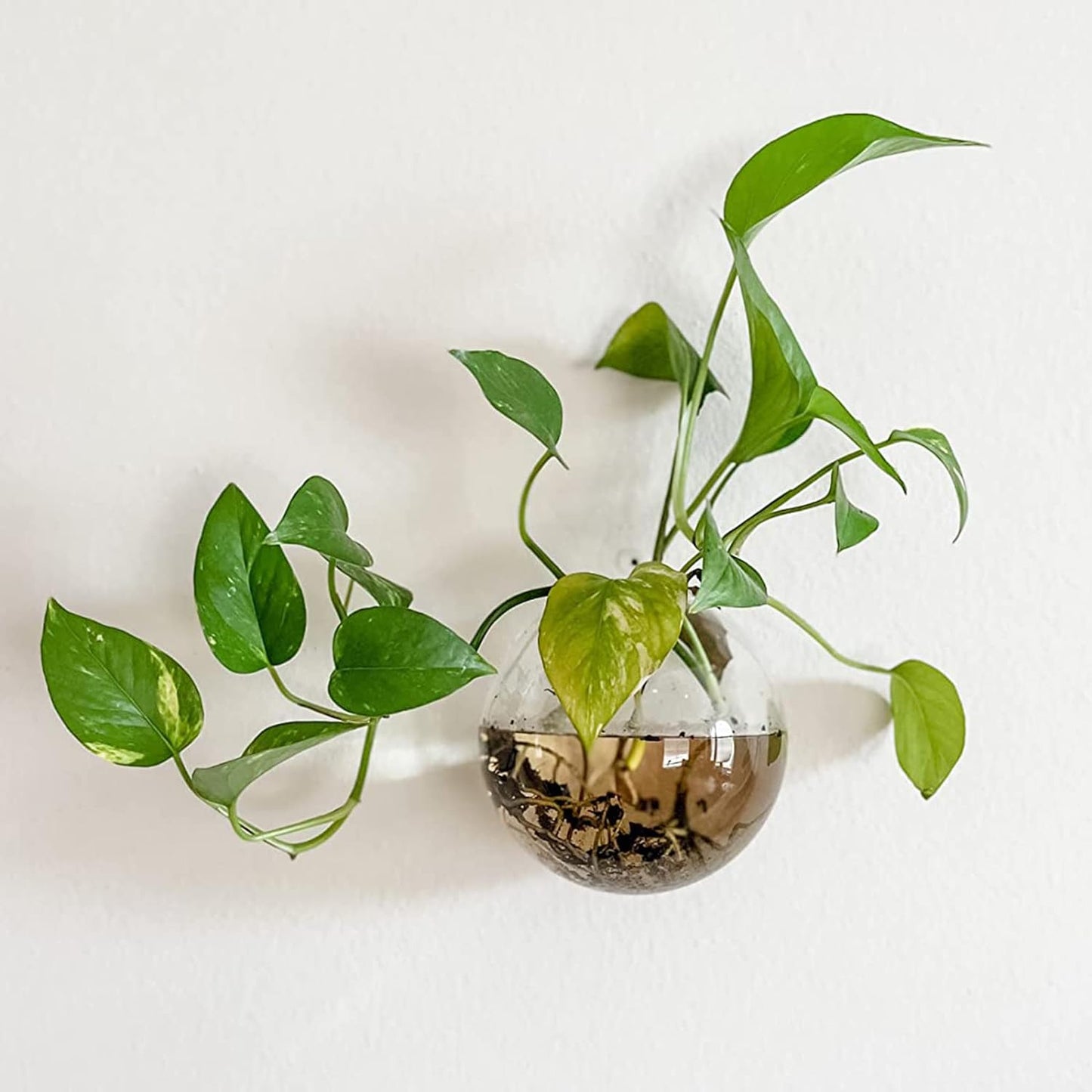 💥Special sale - Glass Oblate Globe Plants Containers Wall Mount Clear Flower Vase