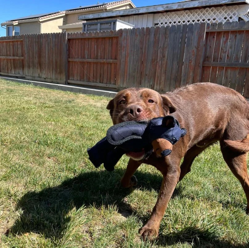 Durable Dog Toys