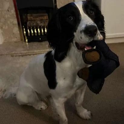 Durable Dog Toys