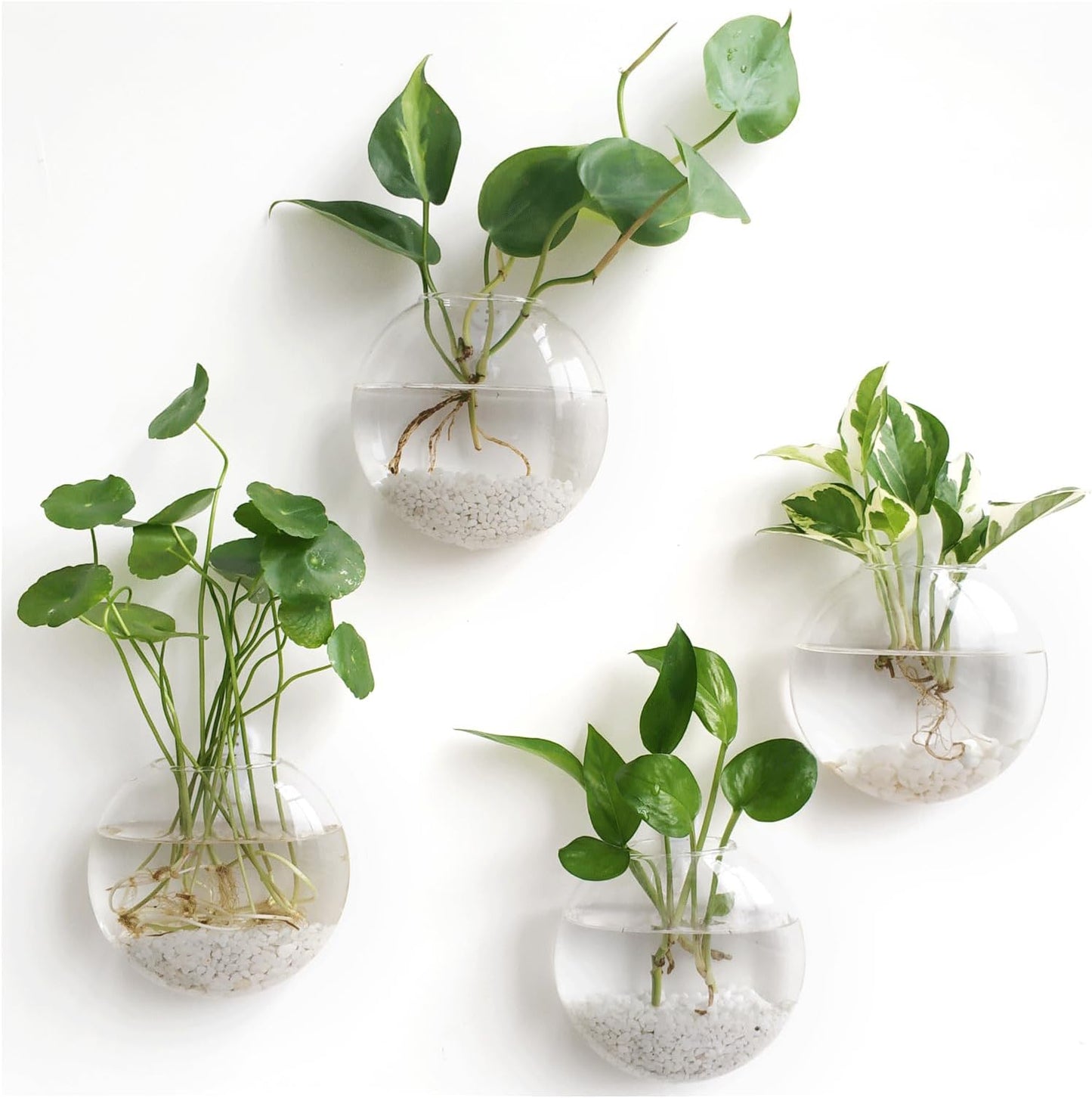 💥Special sale - Glass Oblate Globe Plants Containers Wall Mount Clear Flower Vase