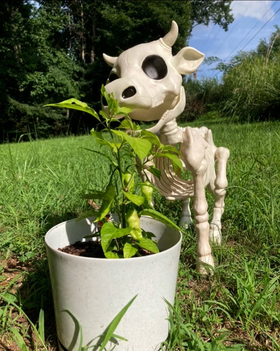 Halloween Sale 50% off-Cow & Horse Skeleton Halloween Decorative Prop